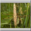 Libellula quadrimcatulata - Vierflecklibelle 09.jpg